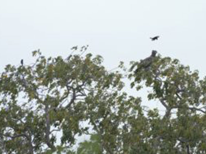 Wahlberg’s Eagles – Intra-African migrants that breed in the Kruger
