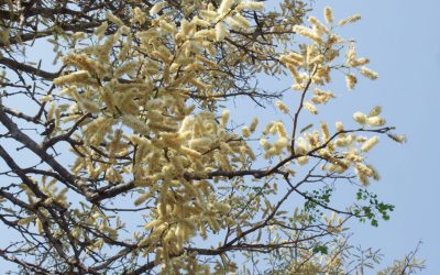 Thorn trees flowering in Kruger – September time – Summer time!