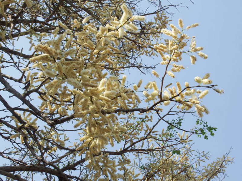 Thorn trees flowering in Kruger – September time – Summer time!