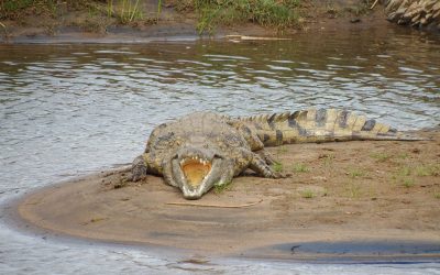 Crocodiles of the Kruger National Park