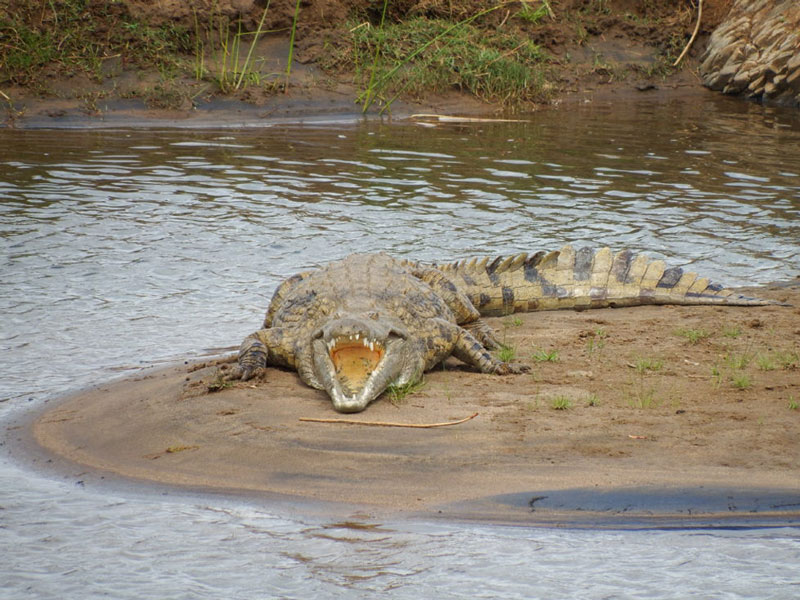 Crocodiles of the Kruger National Park