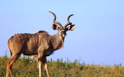 Majestic Kudu of the Kruger