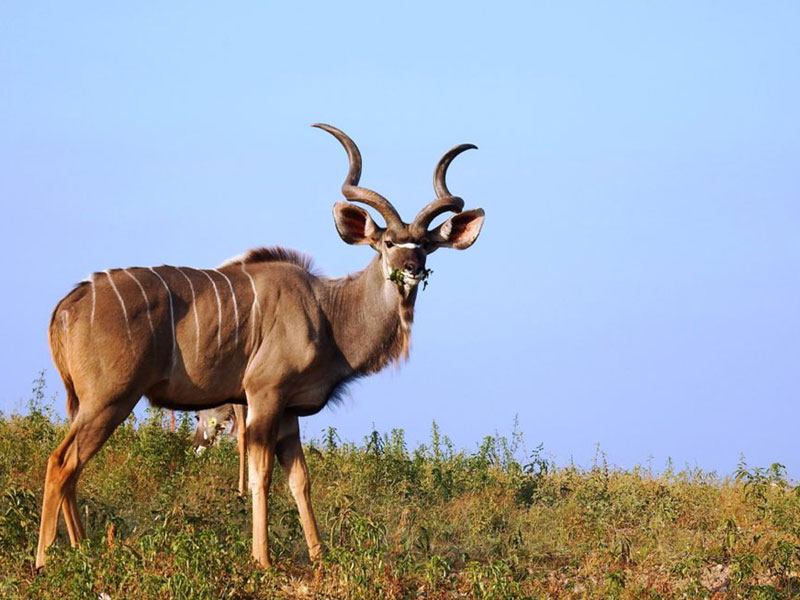 Majestic Kudu of the Kruger
